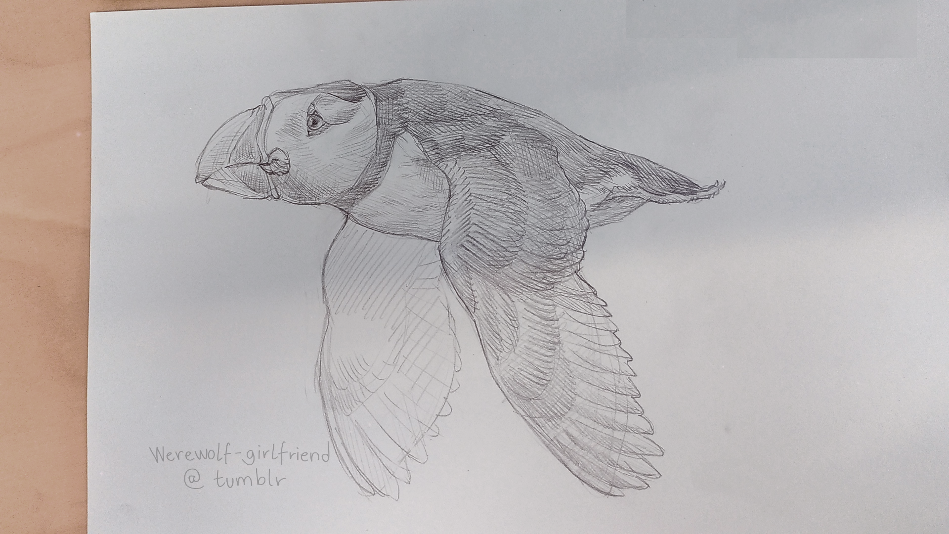 Pencil sketch of an Atlantic puffin in flight.